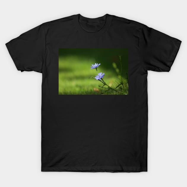 Chicory T-Shirt by EugeJ